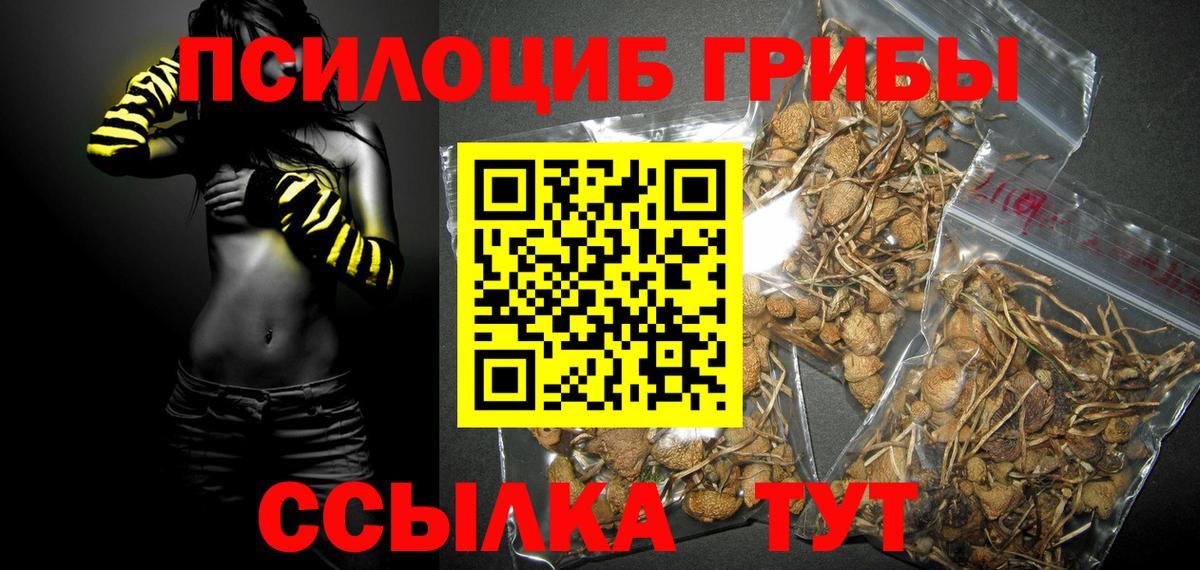 Моздок  Псилоцибиновые грибы Psilocybe  Вход с VPN 